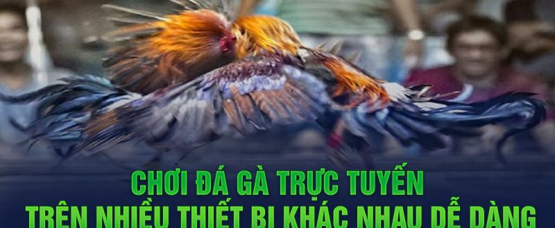 Chơi đá gà trực tuyến trên nhiều thiết bị khác nhau dễ dàng