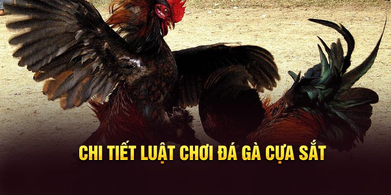 Chi tiết luật chơi đá gà cựa sắt