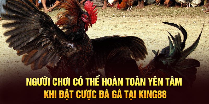 Người chơi có thể hoàn toàn yên tâm khi đặt cược đá gà tại King88