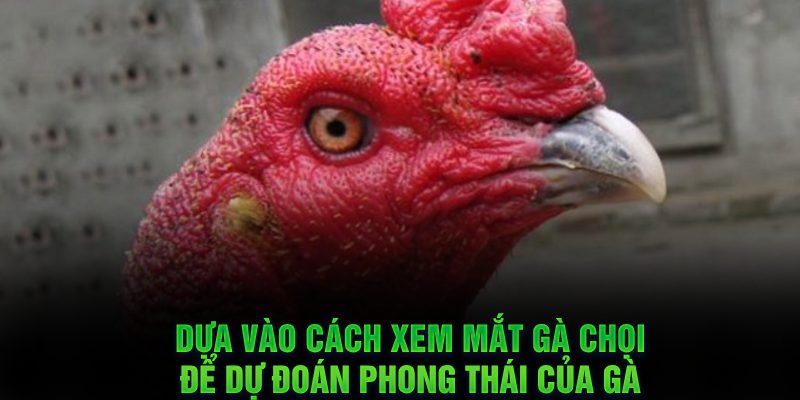 Dựa vào cách xem mắt gà chọi để dự đoán phong thái của gà 