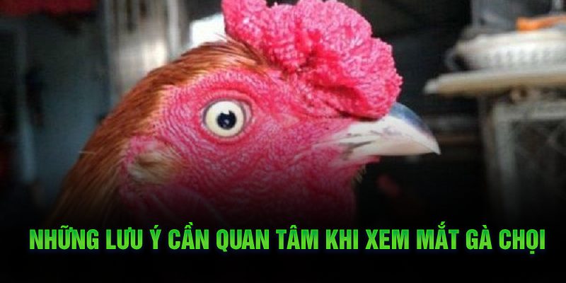 Những lưu ý cần quan tâm khi xem mắt gà chọi 