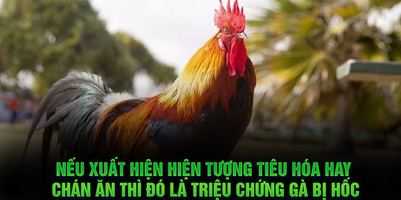 Nếu xuất hiện hiện tượng tiêu hóa hay chán ăn thì đó là triệu chứng gà bị hốc